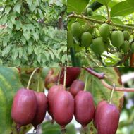 Комплект із 3-х актинідій в контейнері